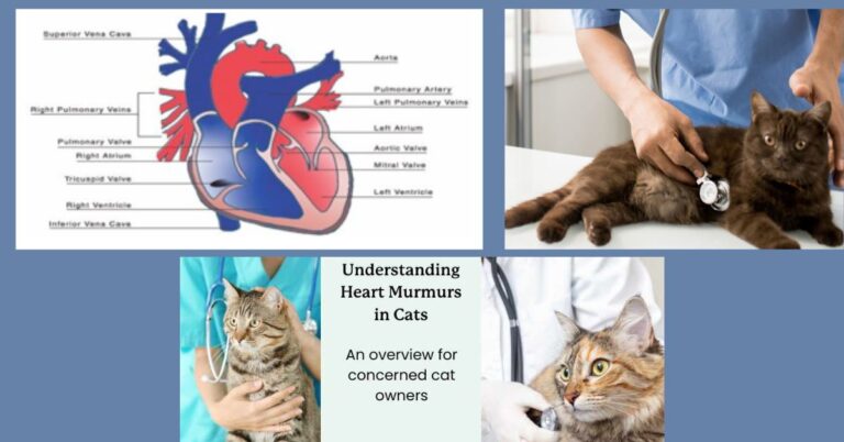 Heart Murmur in Cats: Symptoms, Treatment, & Life Expectancy